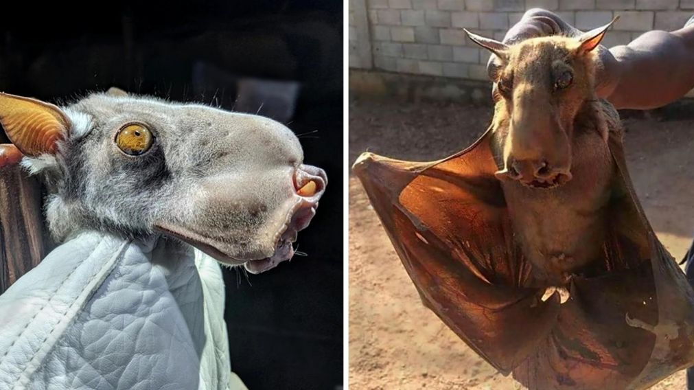 El murciélago denominado "Martillo" es uno de los más grandes del planeta.