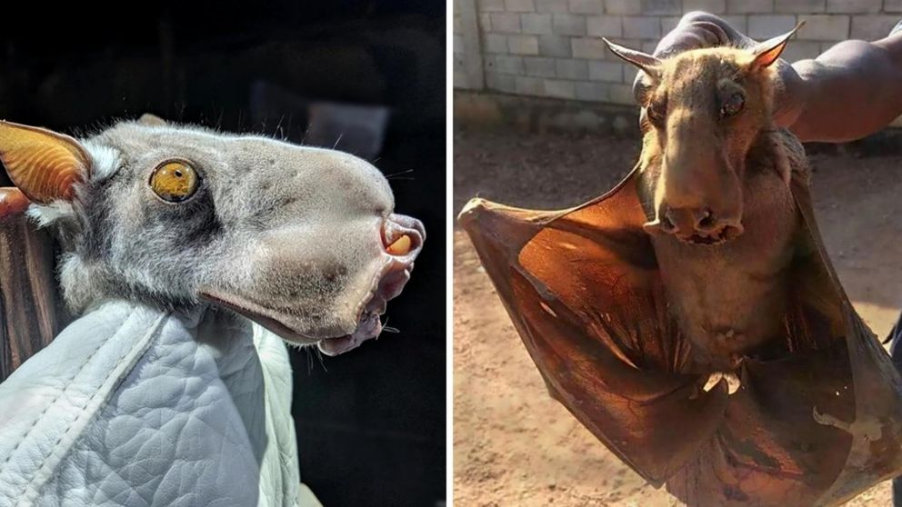 El murciélago denominado "Martillo" es uno de los más grandes del planeta.