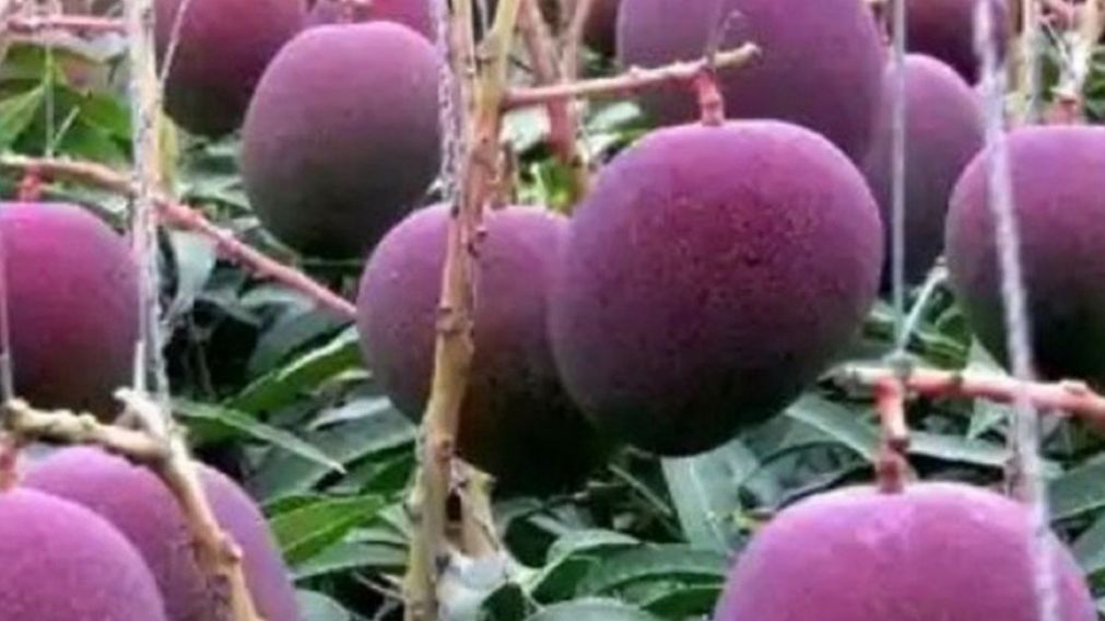 Los productores agrícolas jamás imaginaron que las semillas eran del mango más caro del mundo.