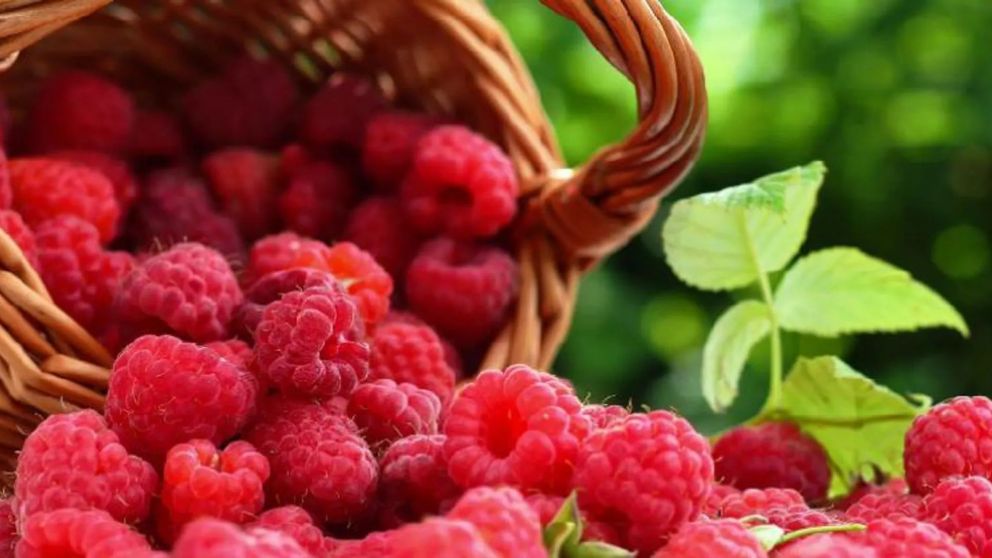 Sabores de las sierras: dos destinos escondidos para deleitarse con frambuesas únicas en Argentina