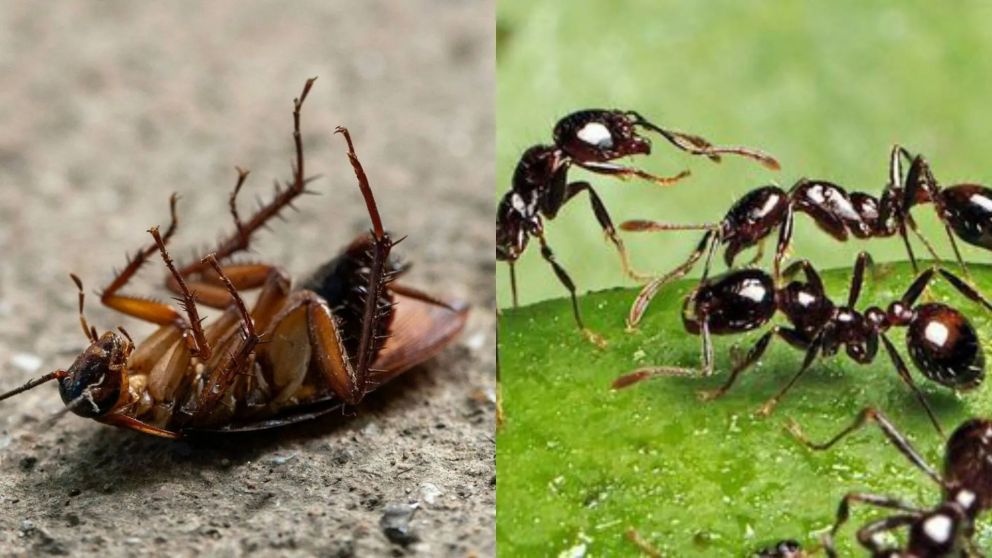 Una mezcla accesible y efectiva que gana terreno en hogares argentinos. (Gentileza: Internet).