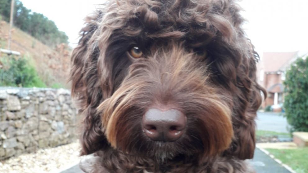 La historia protagonizada por Digby fue publicada por el Departamento de Bomberos local y se hizo viral.