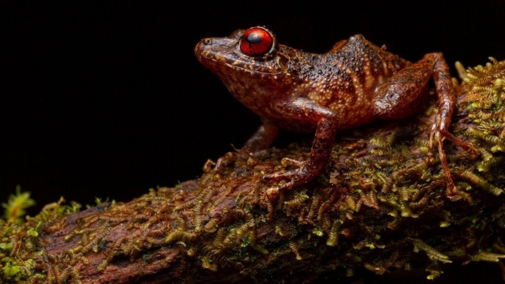 Así son las llamativas ranas de ojos rojos "Led Zepellin".