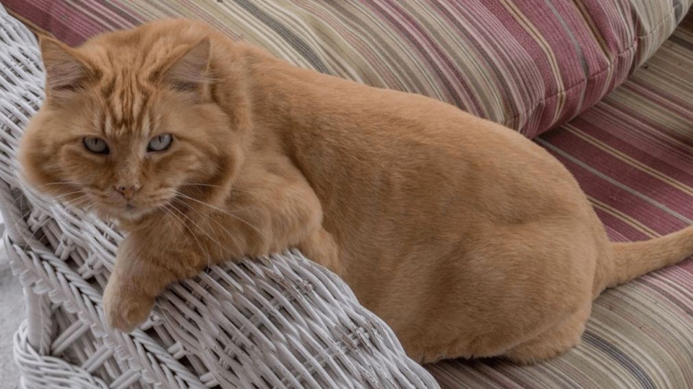 La due�a del gato grab� a su mascota y a la ara�a hasta que sucedi� algo sorprendente (Imagen ilustrativa).