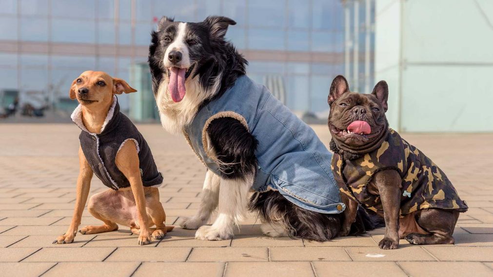 Argentina es el país con mayor número de mascotas por habitante.