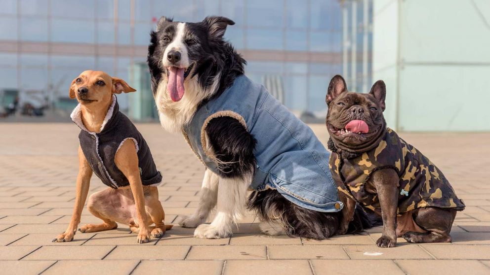 Argentina es el país con mayor número de mascotas por habitante.