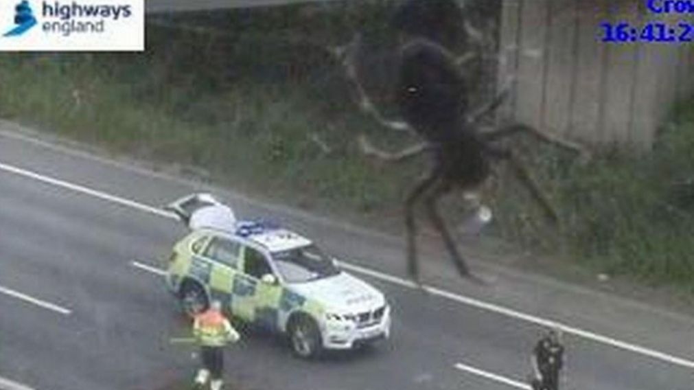 Así la araña tapaba la visión del accidente de tránsito. (Captura video)