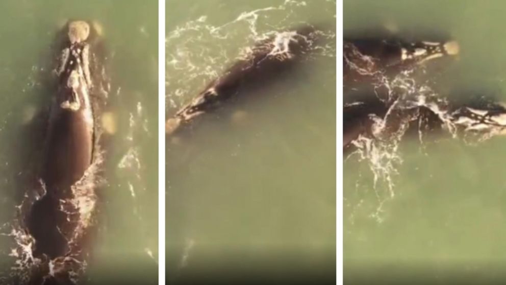 Algunas de las im�genes de las ballenas tomadas por el dron. (Captura video)