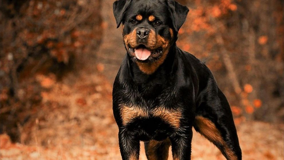 El Rottweiler está entre una de las 17 razas potencialmente peligrosas.