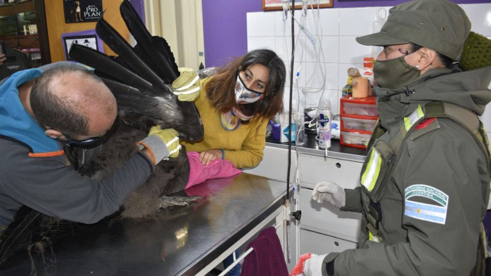 Condor sorprende en Chubut y as� es rescatado.