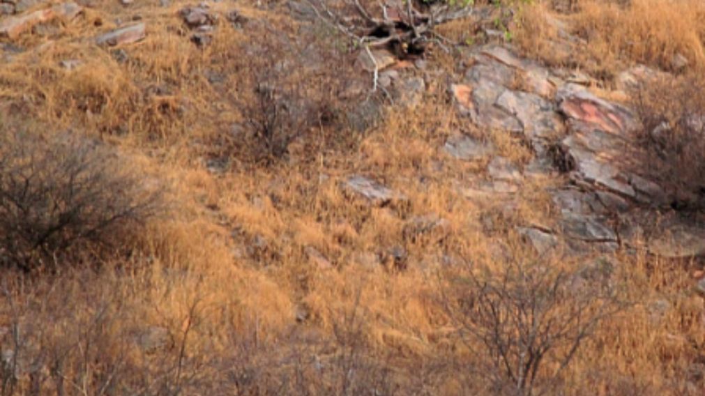 El animal se esconde en medio de los pastizales y puede ser visto en la imagen al interior de la nota (Facebook/Sanctuary Nature)