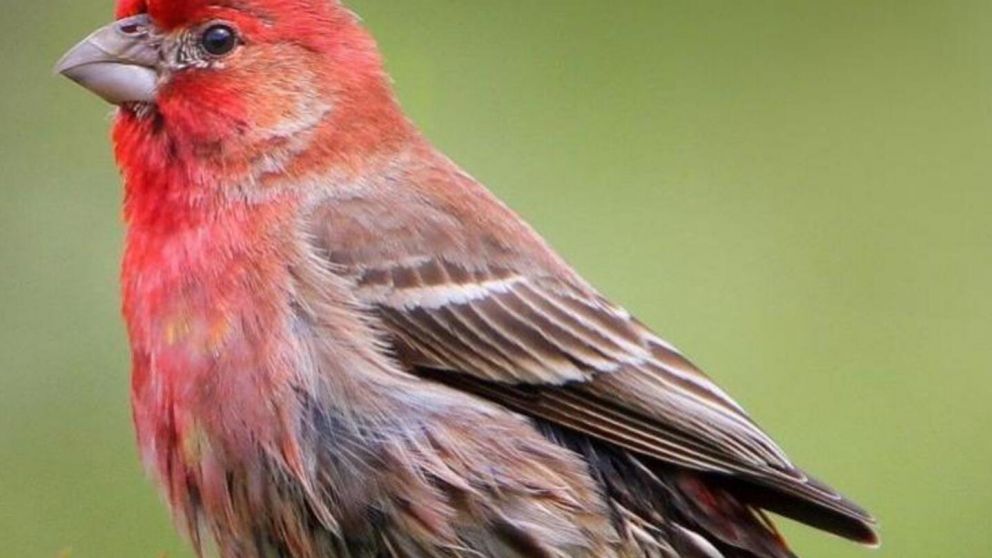 La cabeza de un ave Pinzón se encontraba en la boca de la niña. (Imagen ilustrativa).