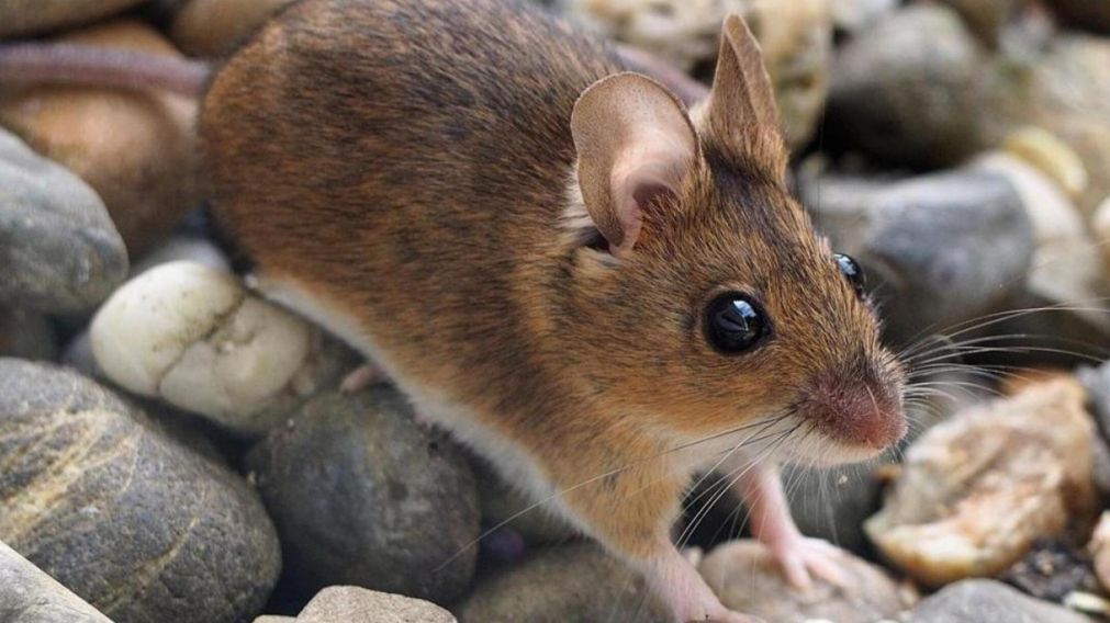 La plaga de ratones ocasion� p�rdidas en la cosecha (imagen ilustrativa). 
