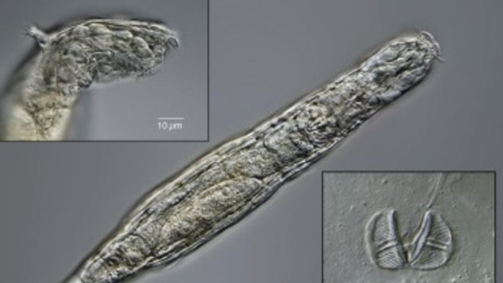 Cient�ficos de Siberia, en Rusia, descubrieron un animal microsc�pico que estuvo congelado por 24 mil a�os y volvi� a la vida al descongelarse.