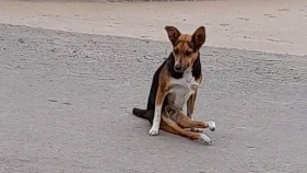 Ella es Juana, la perra con parálisis que movilizó a TikTok.