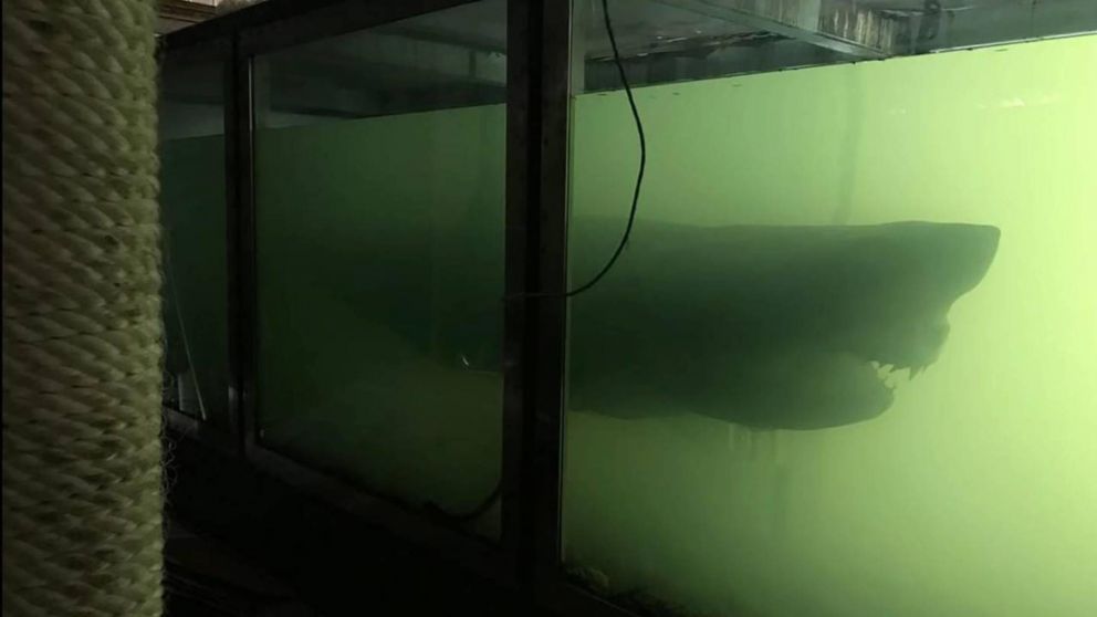 Encontró el cadáver de un tiburón blanco en una pileta de un acuario abandonado.