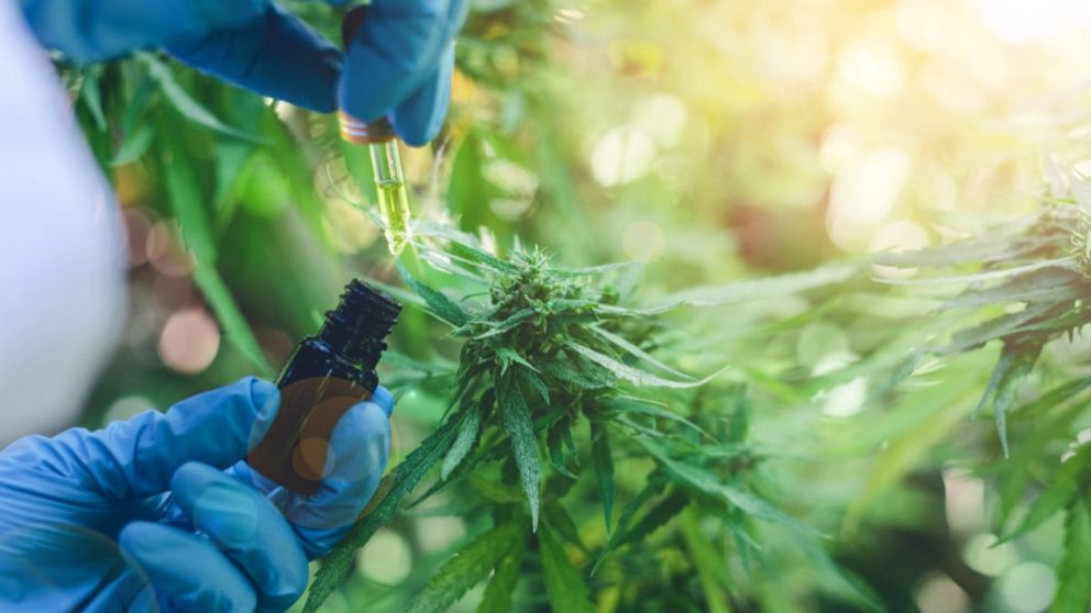 Israel, Canadá, Estados Unidos, Colombia y Uruguay son los líderes a nivel global del uso medicinal e industrial del Cannabis.