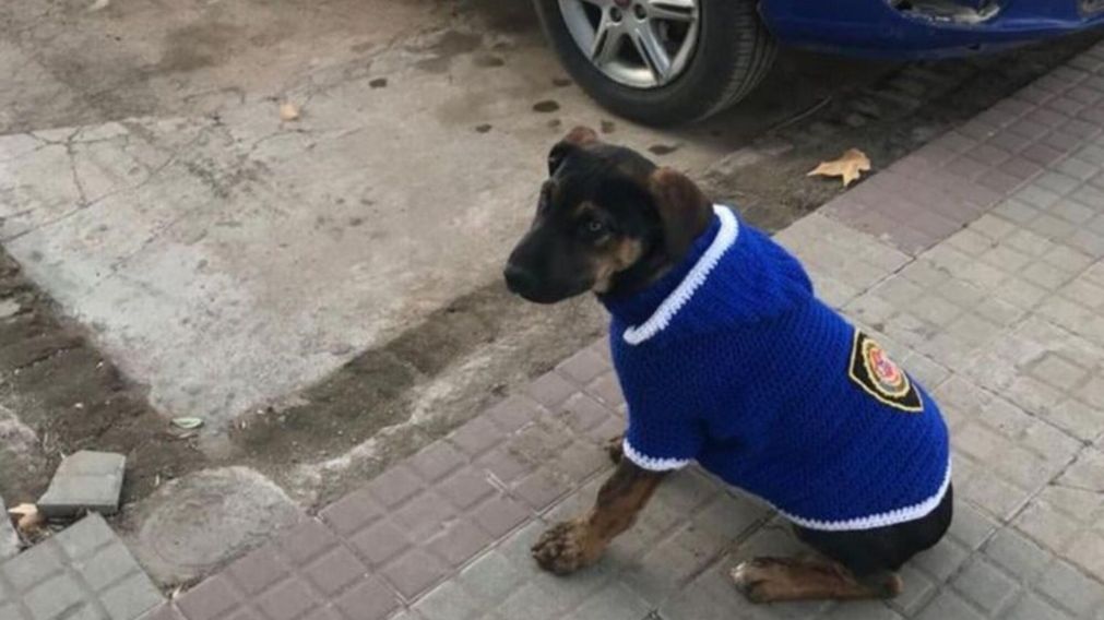 El perro que ahora se "convirti�" en Polic�a se llama Juan.