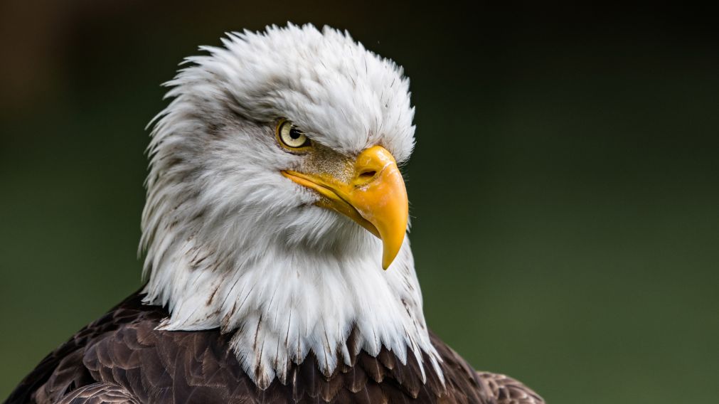 El águila calva es el ave nacional de los Estados Unidos y está protegida incluso por leyes, como la Ley de Protección del Águila Blanca y Golden.