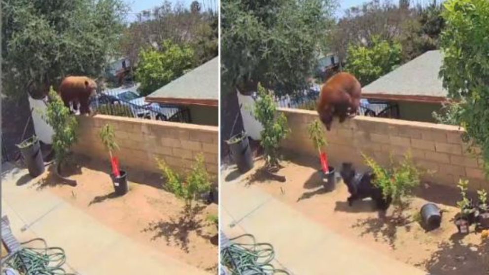La joven aseguró que todos sus animales están bien, aunque ella se torció el dedo y la rodilla en el proceso.