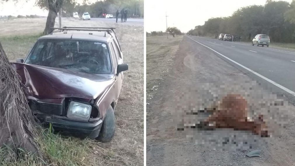 El vehículo impactó contra el burro pese a que el conductor intentó esquivarlo (Gentileza Nuevo Diario).