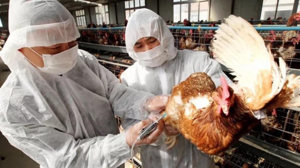 Conocé cuáles son los síntomas y cómo se transmite la gripe aviar en humanos.
