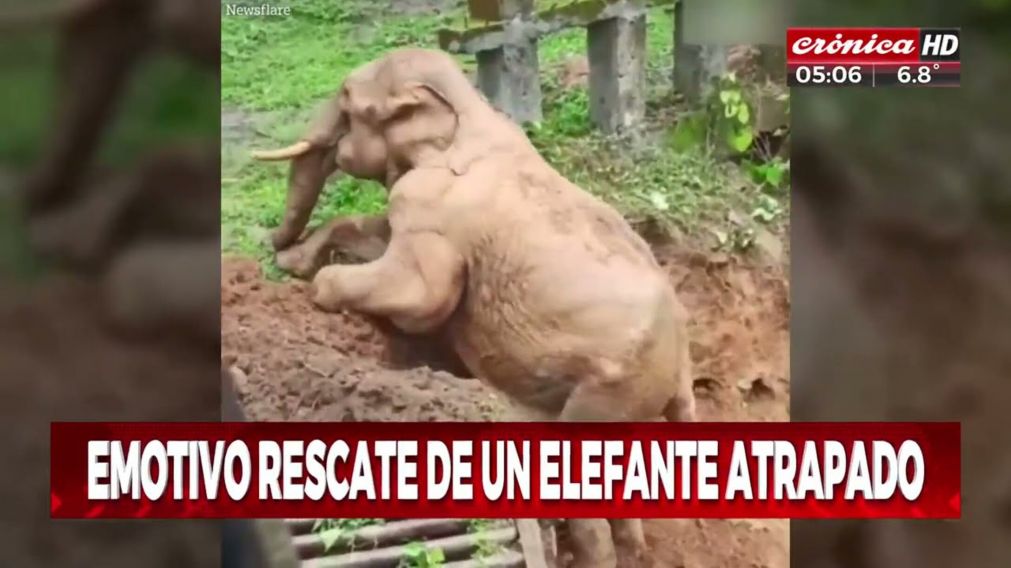 un elefante beb� fue rescatado por una excavadora y este le agradeci� / (captura v�deo).
