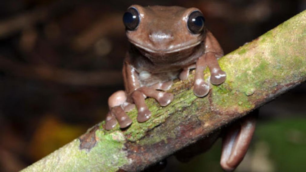 Este nuevo ejemplar fue llamado Litoria mira, lo que significa sorprendido o extraño en latín. (Gentileza: Sci News)