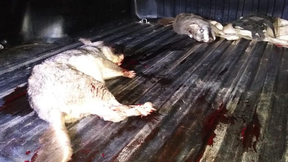 Las vizcachas en estado de agon�a que se llevaban los cazadores furtivos.