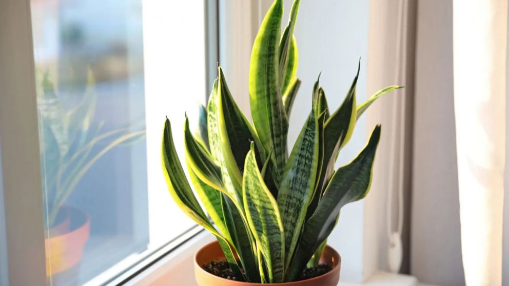Ni aloe ni lavanda: las 5 plantas ideales para renovar las energ�as de tu hogar y mejorar tu descanso
