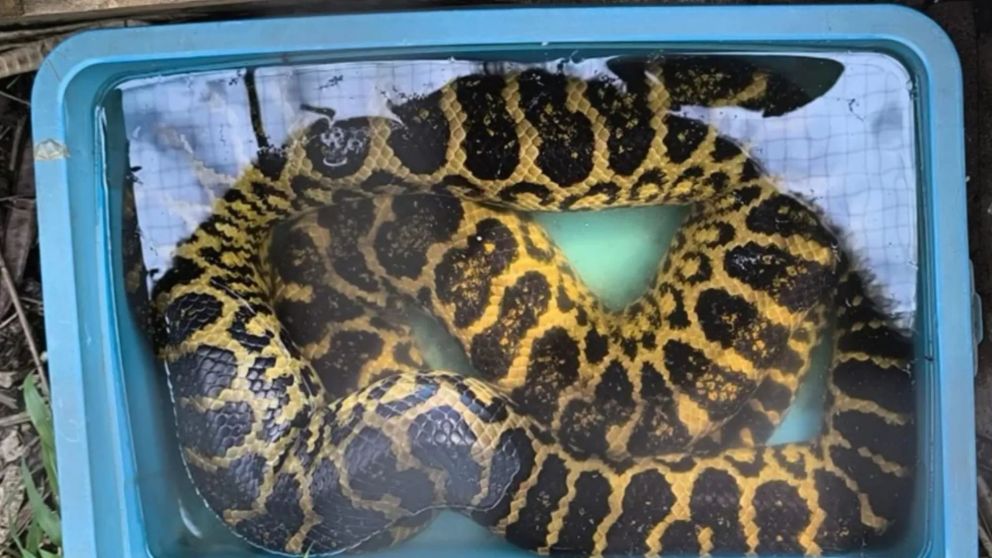 Misiones: más de 100 animales exóticos de una veterinaria por maltrato.