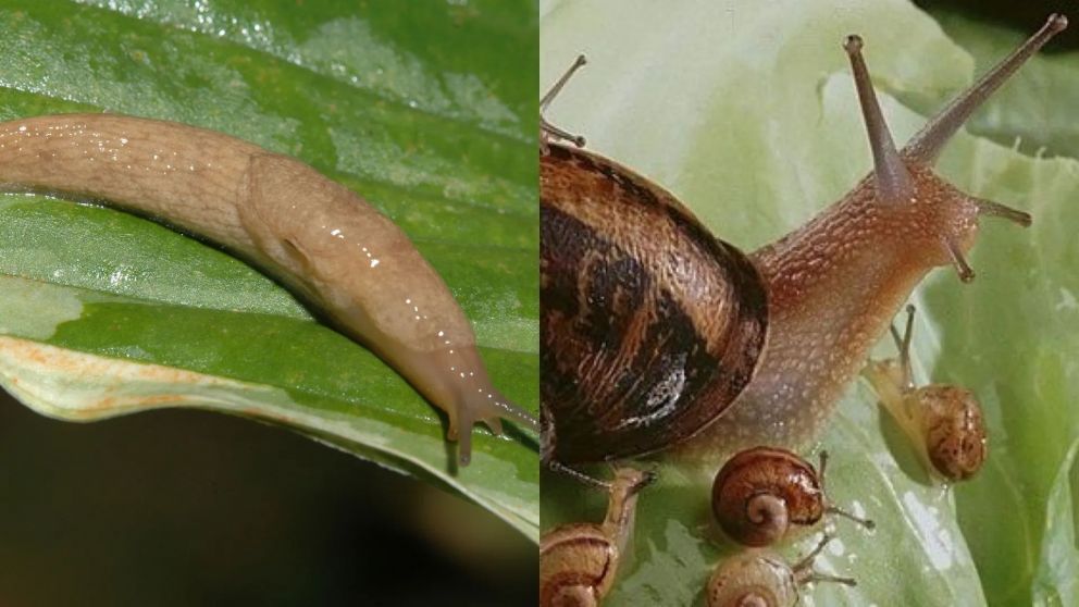 Estrategias simples para proteger tus plantas. (Gentileza: Internet).