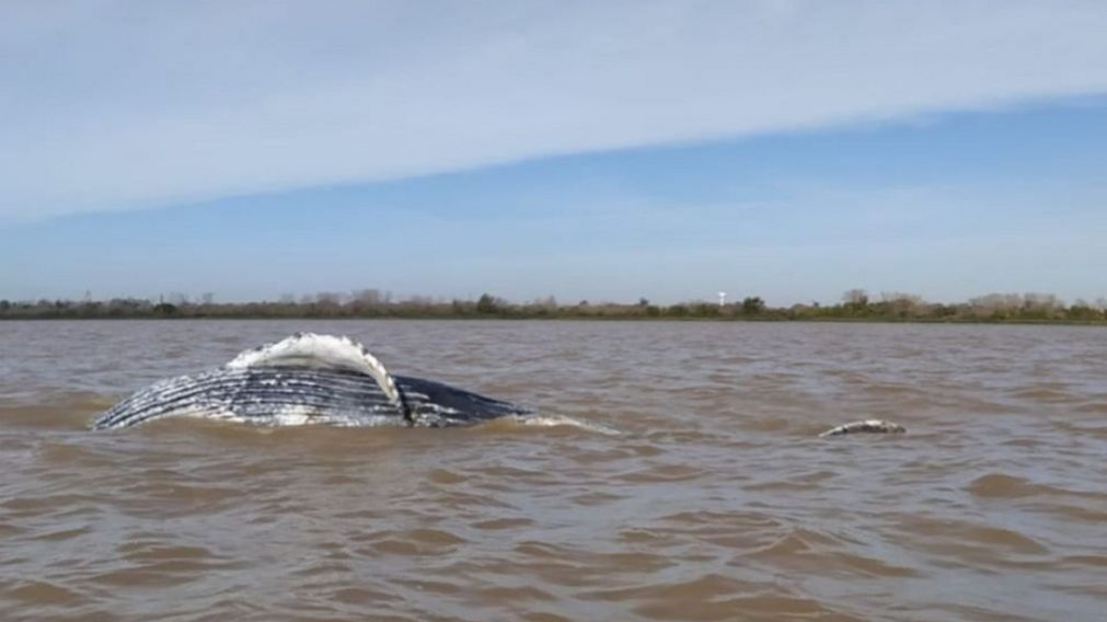 El ejemplar fue encontrado en el Club Gasav- Espigón de Pesca.