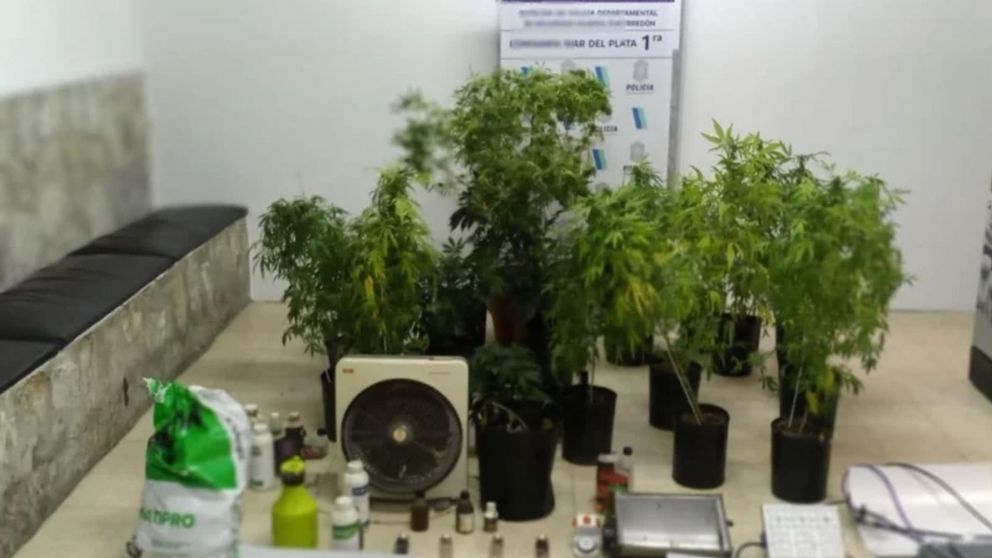 La droga estaba en una especie de "invernadero" casero en pleno barrio La Perla.