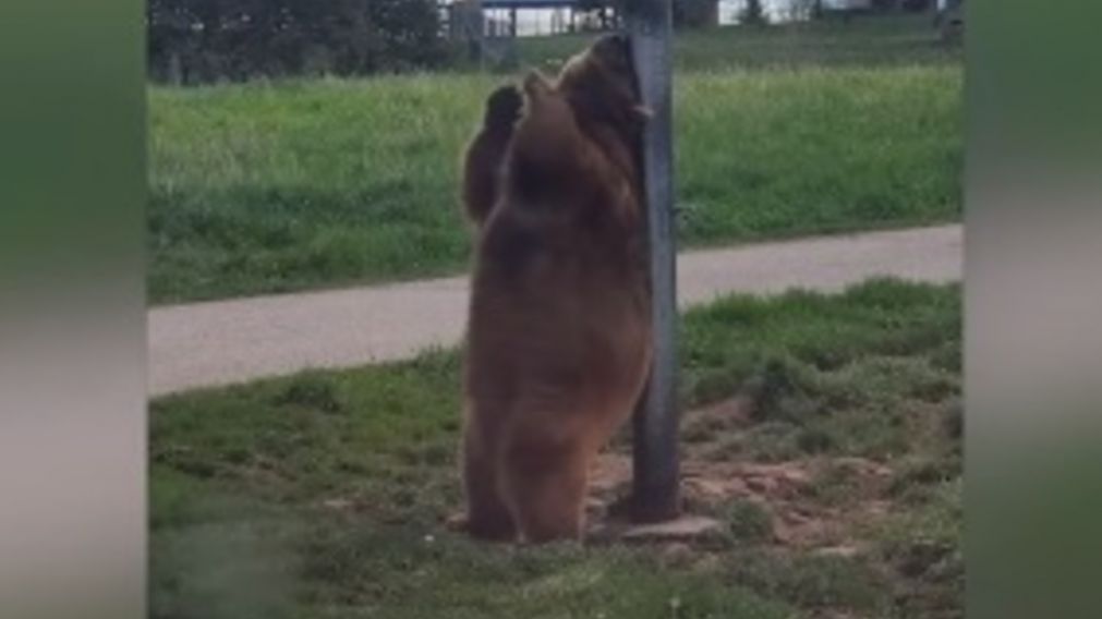 Captaron a un oso pardo haciendo el baile del caño en un poste de luz en Dakota del Norte, Estados Unidos.