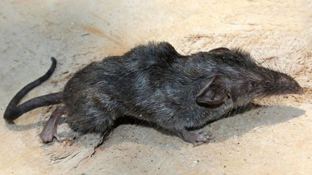La musaraña encontrada fue bautizada como 'Crocidura norcondamica' en honor al sitio en donde fue hallada.