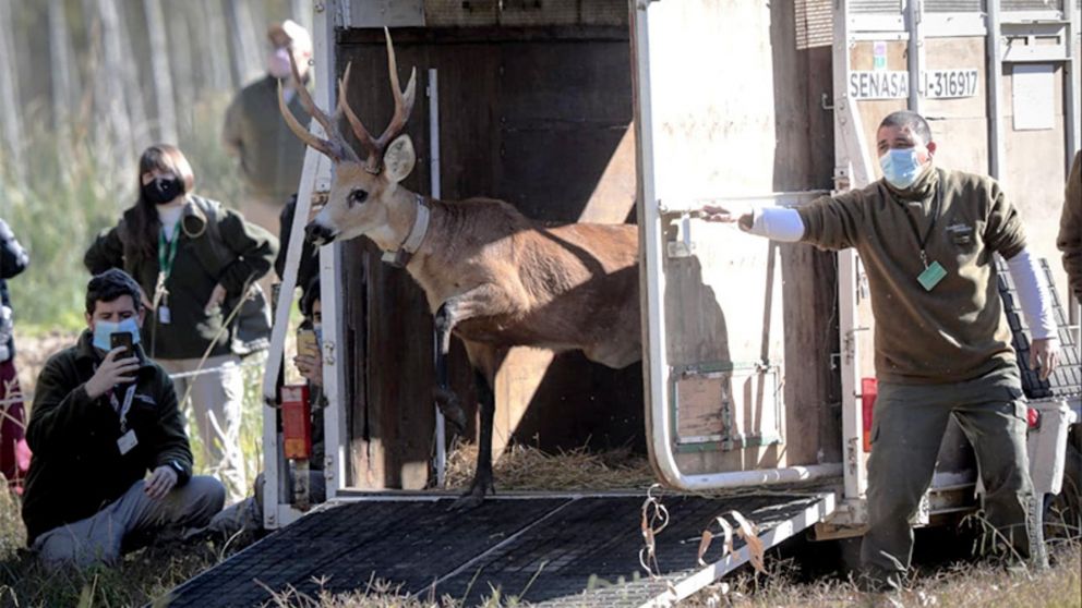 �Emocionante! Rescataron a un ciervo de los pantanos herido y lo liberaron en el Delta del Paran�