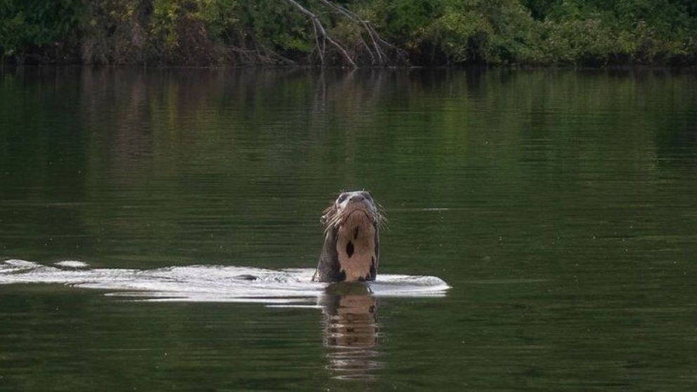 Hasta el momento se pensaba que la nutria gigante estaba extinta en el país.
