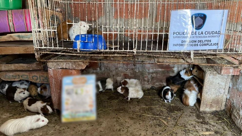 En el domicilio allanado de Ingeniero Budge se encontraron animales de granja vivos para la venta.
