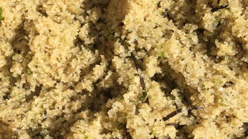 Toneladas de caviar llenaron las costas de la isla, en una ocurrencia natural parte del ciclo de reproducción de los peces de la zona. (@dmitry.lisitsyn.7 en Facebook)