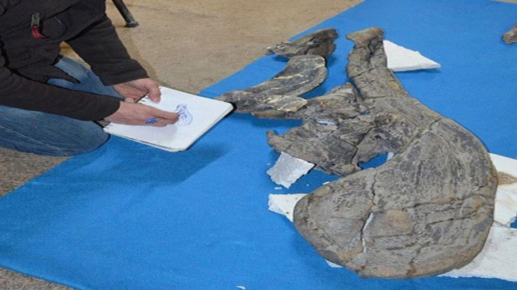 Su nombre, Tlatolophus, resulta una combinación de las palabras griegas nahua tlahtolli y lophus, que significan palabra y cresta.