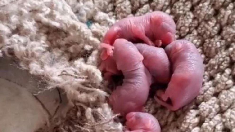 Las ratas en la cama de la tiktoker.