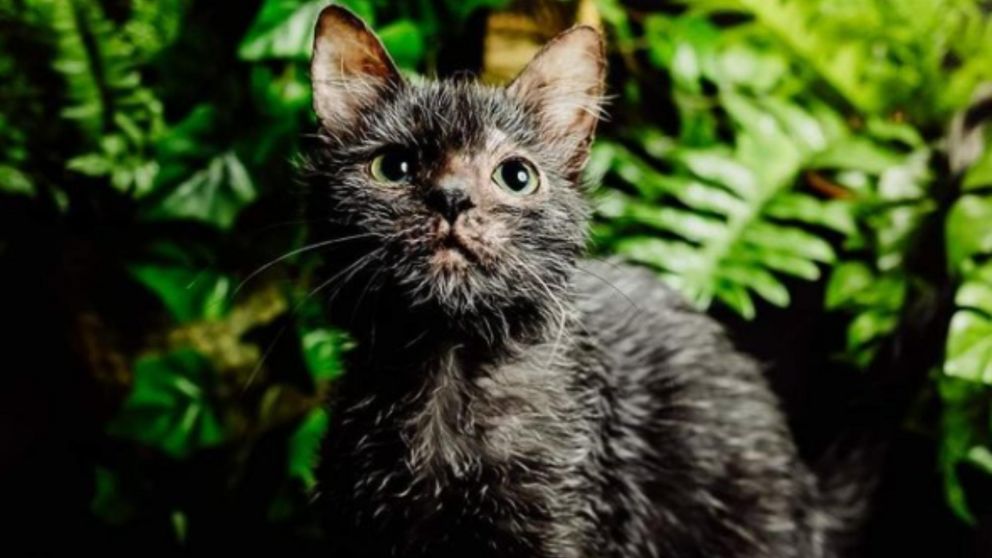 A su dueña le preocupaba su pérdida de pelo, al parecer es común en animales de su especie. (Instagram: @graciewolfcat)