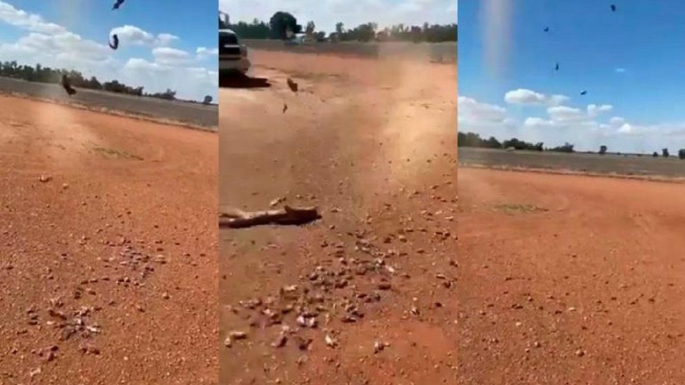 Pánico por una "lluvia de ratas" en una granja de Australia. (Captura de video)