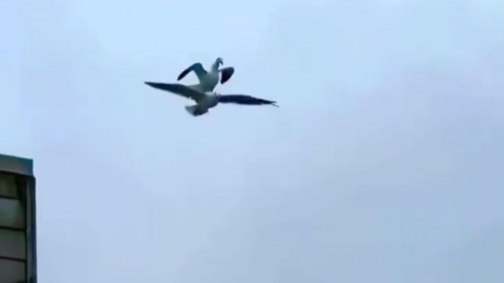 Furor por el video de las gaviotas "Titanic".