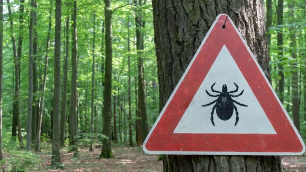 A trav�s de estudios los m�dicos certificaron que e trataba de una picadura de garrapata. (Imagen ilustrativa. Gentileza: Muy Interesante)