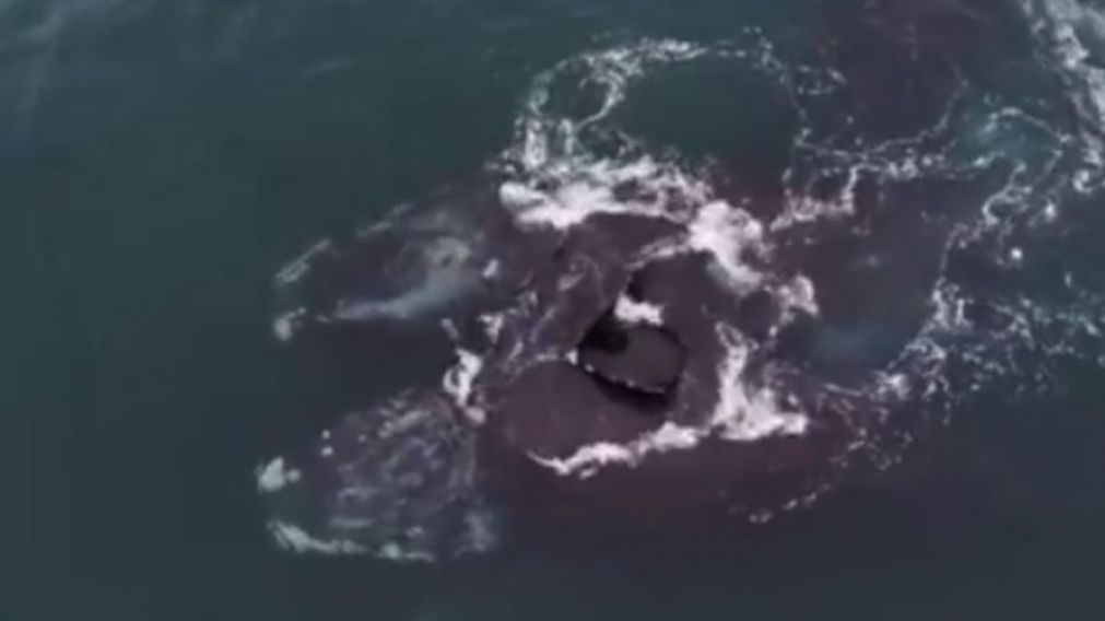 Captaron a dos ballenas francas australes mahos dándose un "abrazo" en una bahía (captura del video)