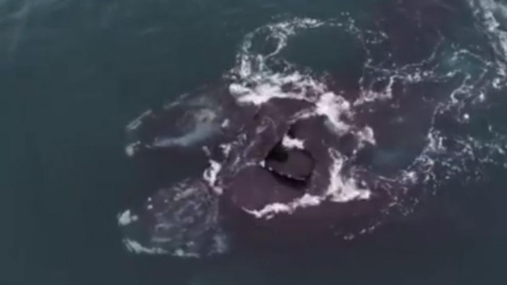Captaron a dos ballenas francas australes mahos d�ndose un "abrazo" en una bah�a (captura del video)