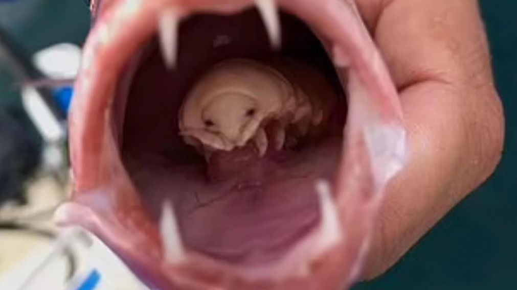 El desagradable par�sito devor� la lengua del pez y la reemplaz�.