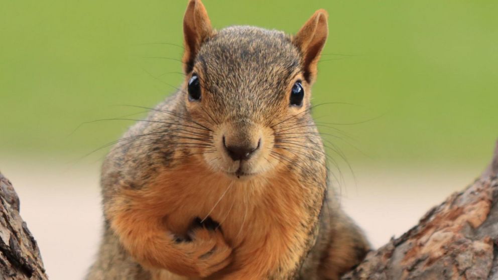 Se estima que hay más de 100.000 ejemplares en la Provincia y Ciudad de Buenos Aires, Santa Fe, Mendoza y Córdoba,